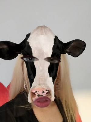 A post by @dpdadeux on TikTok caption: Ma vachette #meuh #vache #grossegouine