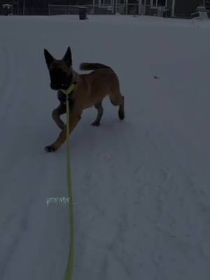 A post by @videofoprof.__ on TikTok caption: sorry for not posting😭💀 I been really busy. || #fypシ゚viral #capcutedit #pleasedontflop #fp #viral  #accountdeadlikemygrandma #idek  #foryourpage #help #dog #dogedits #malinois #mali 