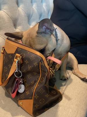 A post by @lexidones on TikTok caption: smooooth brain #dogsoftiktok #frenchbulldog #fyp