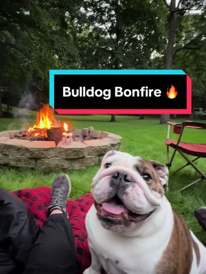 A post by @chicagobulldogs on TikTok caption: #sunday #Summer #bulldog #2023 #bonfire #fire #scullyandmulder #englishbulldog #dog #dogs #bullybreeds #dogsoftikok #bulldogtiktok #corememory #doghappy