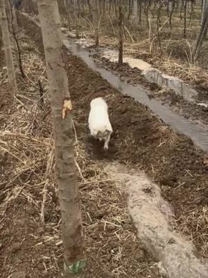 A post by @joe_rain0 on TikTok caption: Its a farming dog😊#dog #funny #farmdog 