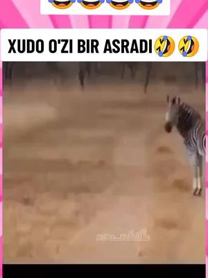 A post by @shodiyev_tiktok on TikTok caption: #😂😂😂 #funny #funnyvideos #prank #kulgu #kulgu_uz #prikol #prikol #fyp #foryou #foryoupage #viral 