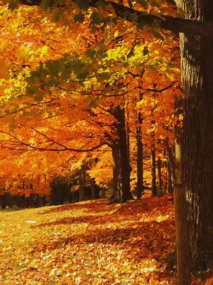 A post by @foundandcurated on TikTok caption: Take me up north ❤️🍁 #iamanautumn #codeorange #fall2023 #vermontfall #fallinvermont #newenglandfall #fallfoliage #autumnvibes🍁 