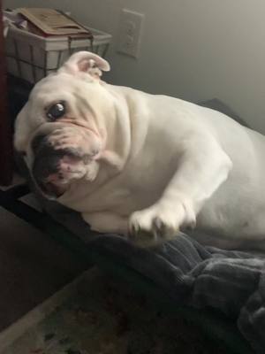 A post by @foxburrowbulldogs on TikTok caption: The bestest gorl #rescuedog 