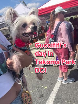 A post by @bronzegatecresteds on TikTok caption: Guccififi went to the #takomaparkfarmersmarket & to brunch at #busboysandpoetstakoma  Thx for welcoming her everywhere we visited!! 💕 #chinesecrested #chinesecresteddog #chinesecrestedhairless #guccififi #bronzegatecresteds 