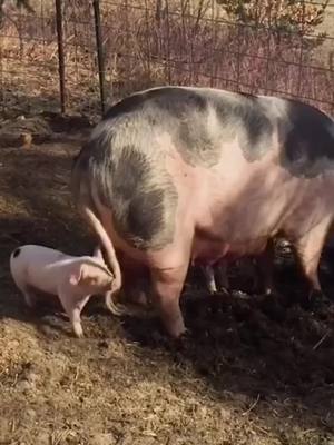 A post by @cuteanimals.007 on TikTok caption: #funny #funnyvideos #animals #petlover #pig #sheep #cute #foryou #fyp 