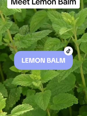 A post by @nlucialuciani on TikTok caption: we love love LOVE Lemon Balm here. #lemonbalmbenefits #lemonbalm #learningherbalist #herbalismforbeginners #learningherbs #backyardmedicine #anxietyrelief #insomniarelief 