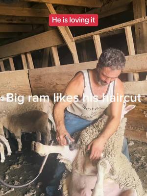 A post by @brandonbuelt on TikTok caption: #CapCut the ram is big but he is saying to me that he loves his haircut