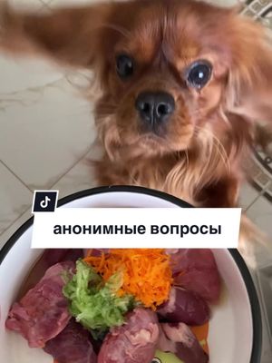 A post by @cavalier_savarin on TikTok caption: тгк: cavalier_savarin #кавалерсаварен #кавалеркингчарльзспаниель #dogcommunity 