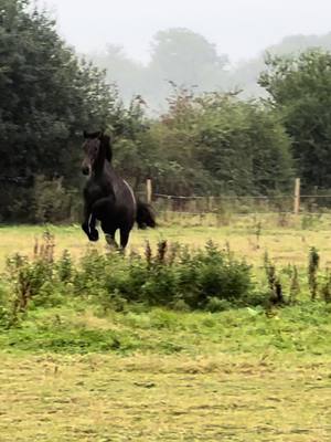 A post by @beckysheridan6 on TikTok caption: Zoooommmiieeeeeesssss 🏎️  #fellsidehorses #picklesandpeaches #horse #foal #yearlings #horsesoftiktok #horses #showjumper #showjumping #equine #equestrian #horseriding #gallop #funny #morepassion #moreenergy