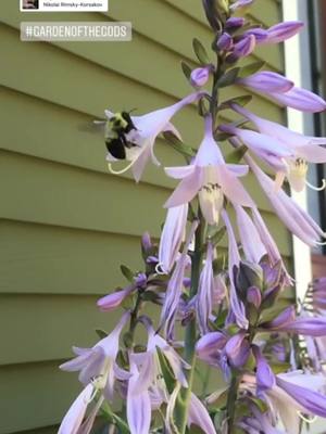 A post by @foundandcurated on TikTok caption: Flight of the bumblebee #bumblebee #endofsummervibes #nature #vermont #newengland #cottagecore #cottagecoreaesthetic 