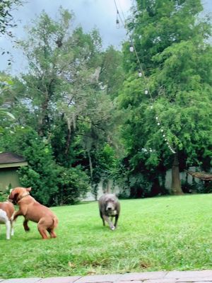 A post by @misfit_dogpack on TikTok caption: The Sneak Attack confidence build up #doguedebordeaux #puppy #comdey #hurricaneidalia 