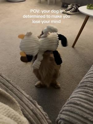 A post by @miniaturedachshundgeorge on TikTok caption: I’m minutes away from locking myself away in a dark room 😳😅 #dachshund #puppy #cutedog #funny #annoying 