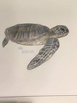 A post by @appleartyy on TikTok caption: Long time no see #appleartyy #appleartyy2023 #turtle #art #drawing #realism