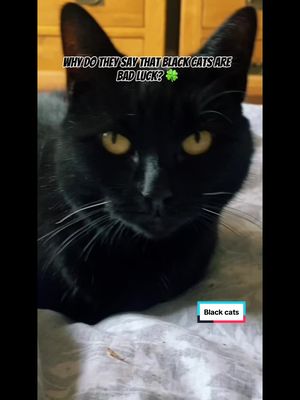 A post by @ on TikTok caption: #CapCut #blackcatsaregoodluck #catsoftiktok #cat #catitude #catlifestyle #cattok #tiktokcats #cats #fy #foryou #fypシ #foryoupage #foryourpage #fypp #fyp 