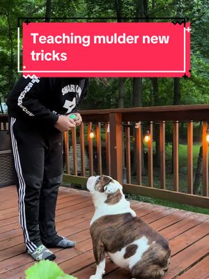 A post by @chicagobulldogs on TikTok caption: #newtricks #bulldog #englishbulldog #Summer #bulldogs #2023 #august #scullyandmulder #dogs #bullybreeds #dogsoftikok #bulldogtiktok #doghappy #dogtricks #dogchallenge #boothang