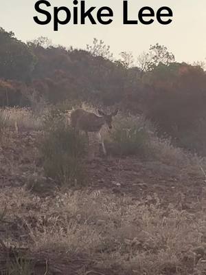 A post by @thebeardedoutdoorsmen on TikTok caption: Spike lee in all his glory. #fyp #foryou #foryourpage #hunting #cabin #spike #spikelee #handsome #notscared #young #sidebyside #outdoors #almost #nextyear #cabinlife #huntinglife #family #deer #buck #letsgo #getsome 