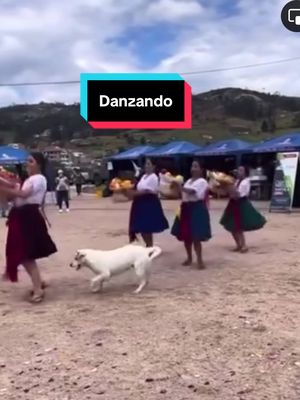 A post by @f15ac on TikTok caption: Peludito se une a danza 💕 #perritos #humor #baile 