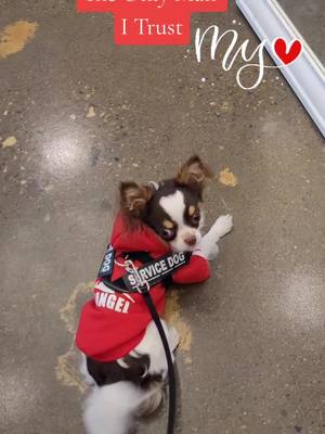 A post by @twisted_kneecap0 on TikTok caption: #onlymanitrust #myheart #chihuahua #chihuahualove #servicedog #chihuahuastiktok #bertastrong