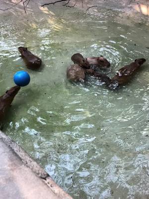 A post by @its_aubs_kebabs on TikTok caption: Happy Cappy!! #capybara #capybaratiktok #coconutdoggy #gladysporterzoo