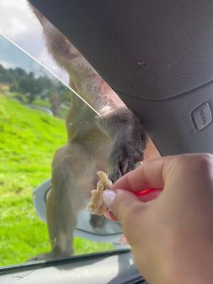 A post by @ioanadiana50 on TikTok caption: #monkey #foryou