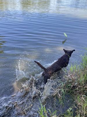 A post by @mailmanbennett on TikTok caption: Maci was living her best life . Cooling off at the lake ! #mansbestfriend #mydogs #labrador #dogsoftiktok #dogdad #chocolatelabrador