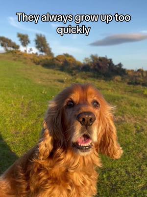 A post by @jade_ely on TikTok caption: Where did those 11 years go🥺❤️ #somerset #fyp #cockerspanielsoftiktok #showcockerspaniel #trend #fypシ #exmoor #puppy #timeflies #marleyandme 