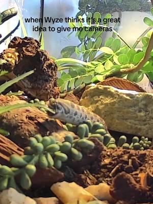 A post by @chelseasnakes on TikTok caption: In all seriousness, its great to watch your snake eat safely without disturbing em #wyze #snake #hognose 