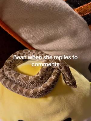 A post by @chelseasnakes on TikTok caption: This sound was MADE for bean #hognose #snake 