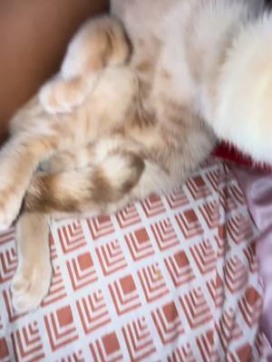 A post by @realcatlifee on TikTok caption: #fypシ #foryoupageofficiall #cat #rizz #viral 