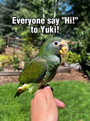 A post by @talkingdogmila on TikTok caption: We brought Yuki home a little over a week ago and this was Mila’s first time using the “Yuki” button! Yuki is a 3-month-old white-capped pionus parrot! He totally does not mind the dogs, Schatzi doesn’t pay any attention to him, and Mila is obsessed with him 🥹❤️ Should we give him his own buttons one day?? #talkingdog #dogandbird #Dogandbirdfriends