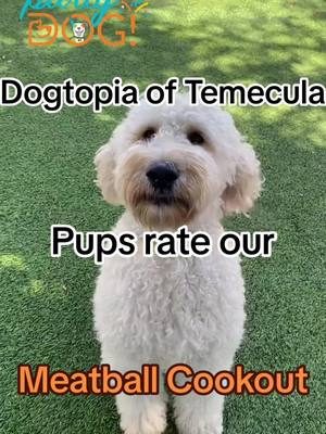 A post by @dogtopiaoftemecula on TikTok caption: Our pups got to enjoy a meatball cookout for Labor day! They had so much fun and your pups can too. 🐶 We have treat days and other events planned throughout the month that everyone can participate in.🤍  #dogtopiadaycare #dogsofdogtopia #mostexcitingdayever #dogtopia