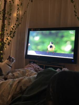 A post by @archer_and_friends on TikTok caption: Cat hack: he was being a pill (read destructive) so i turned on tv for cats. He’s now been watching for over a half hour intently #cathack #LifeHack #catlife #catsoftiktok #tvforcats 