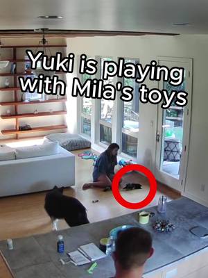 A post by @talkingdogmila on TikTok caption: Apparently, it doesn't matter if it's Schatzi or Yuki -- Mila thinks ALL the toys belong to her, at all times 😂 Also, you'll notice she used the word "trailer." We've noticed she's been using that a LOT recently in reference to Yuki. Maybe she's decided that's his nickname 😂 As always, the buttons are available in our bio! #TalkingDog #Dogandbirdfriends #TalkingDogandBird