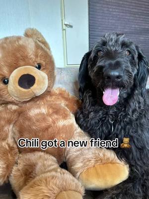 A post by @chilithelabradoodle on TikTok caption: Anyone got any good name suggestions for Chilis new teddy friend? #teddybear #dogsoftiktok #Cute #doglover #PetsOfTikTok #DogCommunity #labradoodlesoftiktok #fypシ