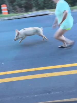 A post by @tj.reeves on TikTok caption: tha heart of marietta😂💙 • • • #fyp #marietta #country #piggy #onlyforyou 