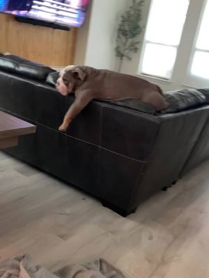 A post by @mrbluthebulldog on TikTok caption: 🛋️🥔