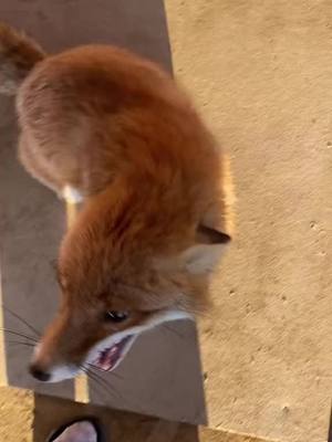 A post by @foxhub30 on TikTok caption: This is how to explain pure happiness! 💙 #fyp #fypシ #fypage #fypシ゚viral #fox #foxes #foxesoftiktok #foxtiktok #foxtok #foxtok🦊 #foxlove #foxlover🦊 #foxlovers #animal #animals #animalsoftiktok #cuteanimals #cute #pet #pets #petfox #nature #wilderness #autistic #actuallyautistic #autism #specialinterest 