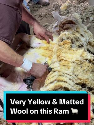 A post by @brandonbuelt on TikTok caption: Very yellow and matted wool..