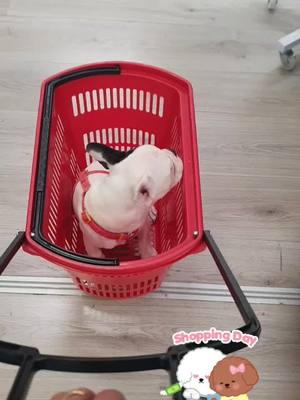 A post by @cixambra on TikTok caption: Desirée #shopping  🐶👍🏻🛒🙂