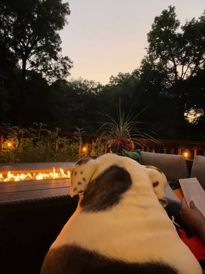 A post by @chicagobulldogs on TikTok caption: #bulldog #englishbulldog #Summer #bulldogs #2023 #september #scullyandmulder #bullybreeds #dogsoftikok #bulldogtiktok #peaceful #chonk #dogs