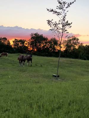 A post by @feralfarmky on TikTok caption: Nights like these are where I find my peace just checking fence lines #horsesofinstagram #minifarmlife #girlswhofarm 