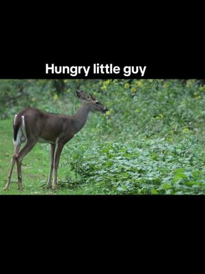 A post by @wilsoncreekoutdoors on TikTok caption: Hungry little guy #fypシ #wilsoncreekoutdoors #deer #hunting #Outdoors #bowhunting