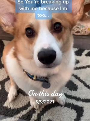 A post by @corgi_with_a_question on TikTok caption: Always a happy boy! What makes you happy? #onthisday #happy #happydog #corgi #corgisoftiktok #gooddog #goodvibes 