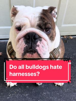 A post by @chicagobulldogs on TikTok caption: #bulldog #englishbulldog #Summer #bulldogs #2023 #september #scullyandmulder #bullybreeds #dogsoftikok #dogs #dog #saturday