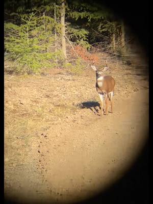 A post by @chelseyvaughn on TikTok caption: #fypシ #womanwhohunt #pnw #oregonhunting #elk #blacktail #fyp