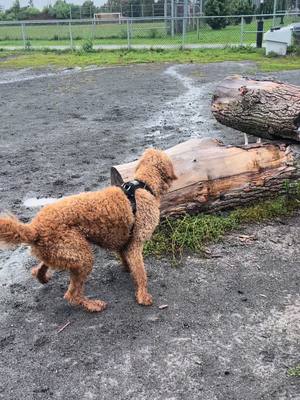 A post by @nathalieetdainalachance on TikTok caption: 🥰💛💛 #goldendoodle #chien #pug 