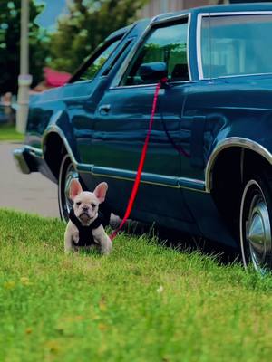 A post by @navjotkang5911 on TikTok caption: EvLY💖 #frenchbulldog #fordthunderbird #classic #dog #lover 