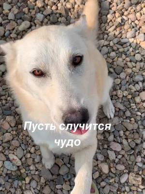 A post by @sobaka.sev on TikTok caption: Чудо случилось, Лиса уехала в новый дом❤️ Больше наших историй в инстаграм sobaka.sev