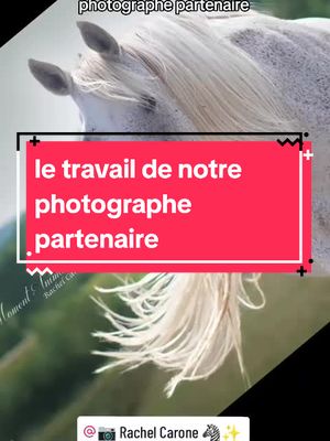 A post by @refuge.cheval.nature_47 on TikTok caption: #merci  #creditphoto @📷 Rachel Carone 🦓✨ #amourducheval #horses #cheval #horse #chevalpassion #associationcaritative 